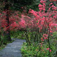 ��ɽ��Ұ��ž�