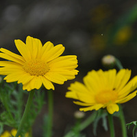 ��Ұ����