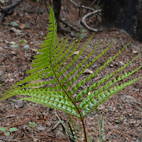 ���ļ��ţ���ҹ�������