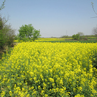 �����ģ�����һ����