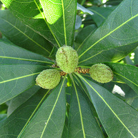 ������΢������ ���İ�Ū��