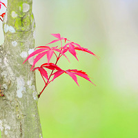 ��Щ�����ݲݵ���