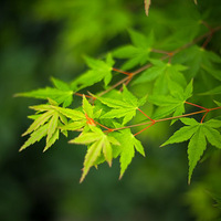 �������Ƹ�ֲ���