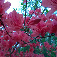 ɽ������