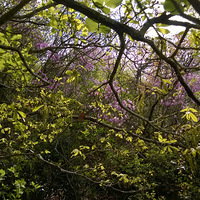 ɽ������