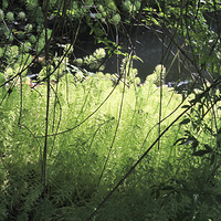 ·�Ž��Ĺ�԰