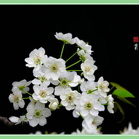 ��׵��滨�͸����µ�ĸ��