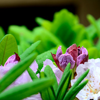 ����һ���ƽ��ž黨��ʱ