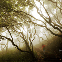 ���￴�����ƽ��ž飩