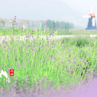 �����ɾ�޹�²ݽڵ�һЩС��Ϣ