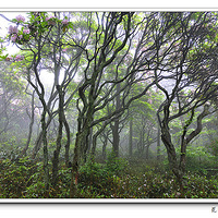 ���ǻ�  ������