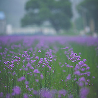 �������կ�Ŵ����Ƭ��ɫ