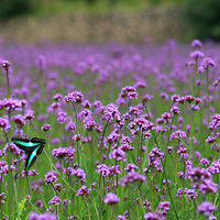 ���������޲ݡ�������޹�²�ũׯ