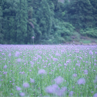 �������޲ݣ�����������