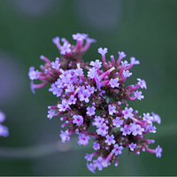 ʮ���ӣ�������ϵ���ɫ����