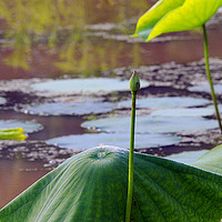 С�ɲ�¶����