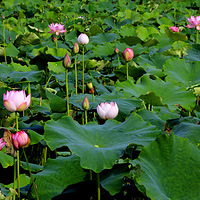 ӳ�պɻ�������........����ɻ�����