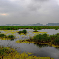 �����ʪ��