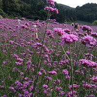 ����������޲�