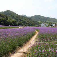 �����ĳ���