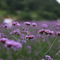 �������޲�����