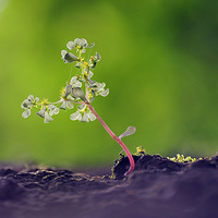 �������СС��