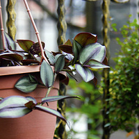 ���������Ļ����ݲ�