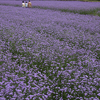 ����կ�Ŵ�