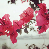 ��һȺ�����յ�С�������������Ӱ���ܣ�