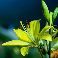 �ҷ���ɽ�ٺ�