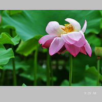 �������պɻ�