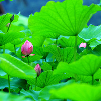 ����㳡����ʢ����