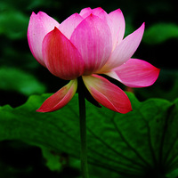 ���ͷ彭���պɻ�