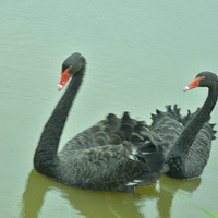 ��԰����   ��    ��