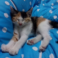 ˯̬��Сè���䡣