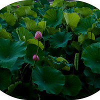 ��             ��