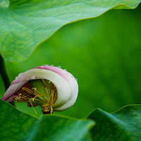 ӵ��ױ������ǣ���Ӱ����