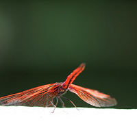 �����Ļ�