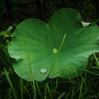 �������ɣ��������ɻ���