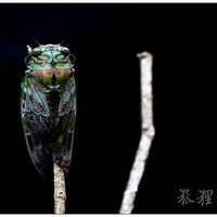 ΢������