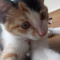 �����룬Сè���䡣