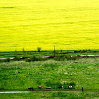 �����Ͳ˻����ĵط����ຣ��Դ