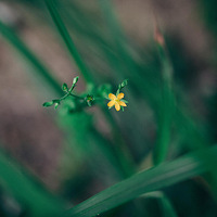 �����ζ��