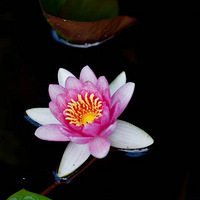 ����㳡ż��