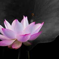 �����ɻ�