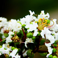 �����Ĵ���