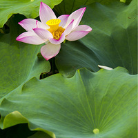 ӡ���еĺɻ�