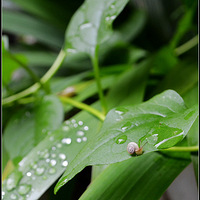 ��Ҫһ��һ��������������ߵ����ҶƬ��ǰ�ɡ���¥�µ�С��ţ��