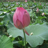 ��̨�󰶺ɻ�