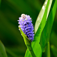 ��԰����